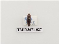 藏品(叩頭蟲(2))的圖片